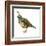 California Quail (Callipepla Californica), Birds-Encyclopaedia Britannica-Framed Art Print