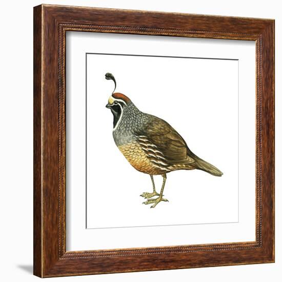 California Quail (Callipepla Californica), Birds-Encyclopaedia Britannica-Framed Art Print