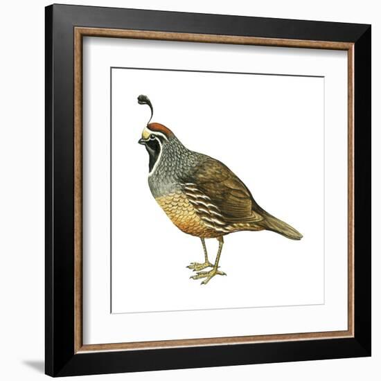 California Quail (Callipepla Californica), Birds-Encyclopaedia Britannica-Framed Art Print