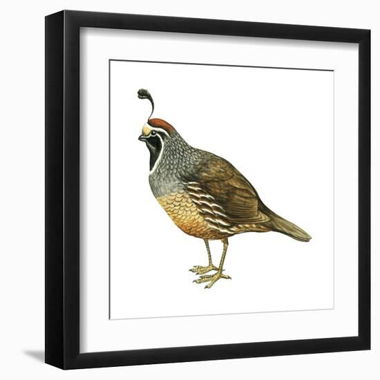 California Quail (Callipepla Californica), Birds-Encyclopaedia Britannica-Framed Art Print