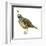 California Quail (Callipepla Californica), Birds-Encyclopaedia Britannica-Framed Art Print