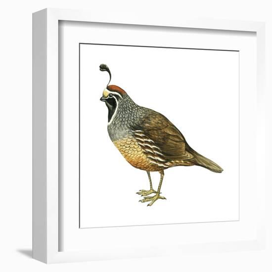 California Quail (Callipepla Californica), Birds-Encyclopaedia Britannica-Framed Art Print