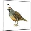 California Quail (Callipepla Californica), Birds-Encyclopaedia Britannica-Mounted Art Print