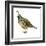 California Quail (Callipepla Californica), Birds-Encyclopaedia Britannica-Framed Art Print