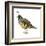 California Quail (Callipepla Californica), Birds-Encyclopaedia Britannica-Framed Art Print