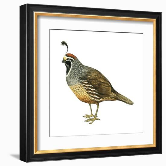 California Quail (Callipepla Californica), Birds-Encyclopaedia Britannica-Framed Art Print