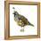 California Quail (Callipepla Californica), Birds-Encyclopaedia Britannica-Framed Stretched Canvas