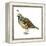 California Quail (Callipepla Californica), Birds-Encyclopaedia Britannica-Framed Stretched Canvas