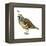 California Quail (Callipepla Californica), Birds-Encyclopaedia Britannica-Framed Stretched Canvas