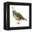 California Quail (Callipepla Californica), Birds-Encyclopaedia Britannica-Framed Stretched Canvas