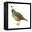 California Quail (Callipepla Californica), Birds-Encyclopaedia Britannica-Framed Stretched Canvas