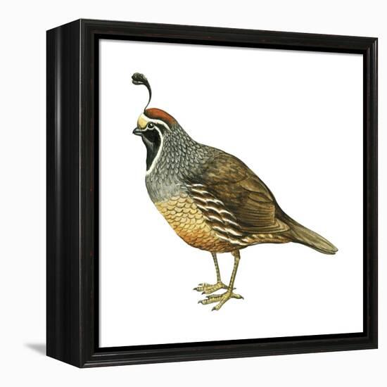 California Quail (Callipepla Californica), Birds-Encyclopaedia Britannica-Framed Stretched Canvas