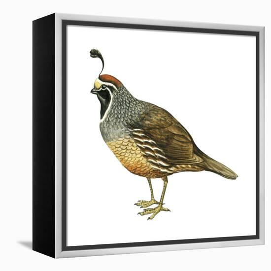 California Quail (Callipepla Californica), Birds-Encyclopaedia Britannica-Framed Stretched Canvas