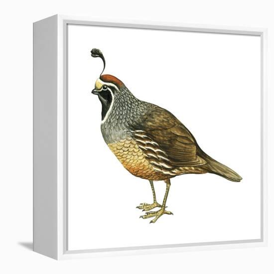 California Quail (Callipepla Californica), Birds-Encyclopaedia Britannica-Framed Stretched Canvas