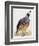 California Quail or Valley Quail (Callipepla Californica), Odontophoridae-null-Framed Giclee Print