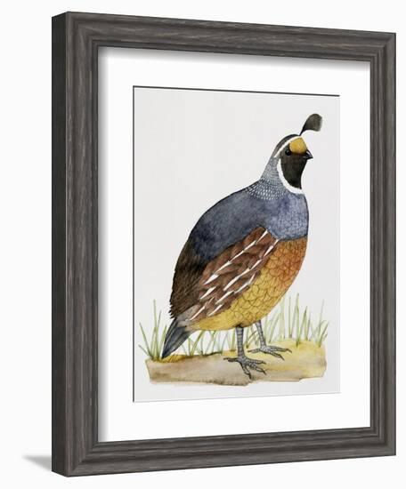 California Quail or Valley Quail (Callipepla Californica), Odontophoridae-null-Framed Giclee Print