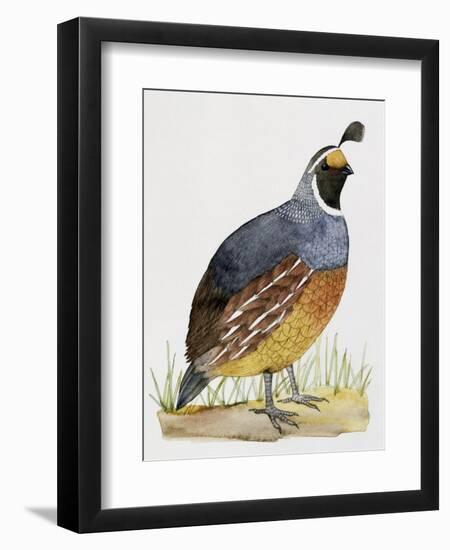 California Quail or Valley Quail (Callipepla Californica), Odontophoridae-null-Framed Giclee Print