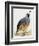 California Quail or Valley Quail (Callipepla Californica), Odontophoridae-null-Framed Giclee Print