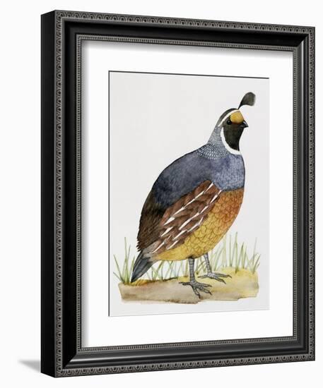 California Quail or Valley Quail (Callipepla Californica), Odontophoridae-null-Framed Giclee Print