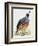 California Quail or Valley Quail (Callipepla Californica), Odontophoridae-null-Framed Giclee Print