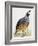 California Quail or Valley Quail (Callipepla Californica), Odontophoridae-null-Framed Giclee Print