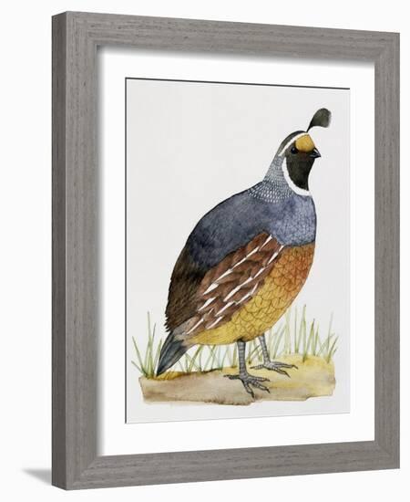 California Quail or Valley Quail (Callipepla Californica), Odontophoridae-null-Framed Giclee Print