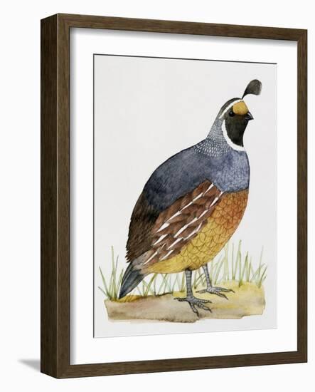 California Quail or Valley Quail (Callipepla Californica), Odontophoridae-null-Framed Giclee Print