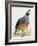 California Quail or Valley Quail (Callipepla Californica), Odontophoridae-null-Framed Giclee Print