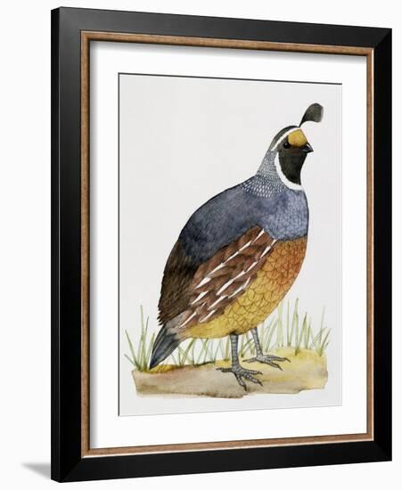 California Quail or Valley Quail (Callipepla Californica), Odontophoridae-null-Framed Giclee Print