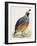 California Quail or Valley Quail (Callipepla Californica), Odontophoridae-null-Framed Giclee Print