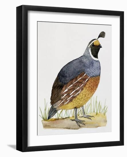 California Quail or Valley Quail (Callipepla Californica), Odontophoridae-null-Framed Giclee Print