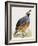 California Quail or Valley Quail (Callipepla Californica), Odontophoridae-null-Framed Giclee Print