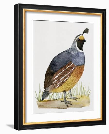 California Quail or Valley Quail (Callipepla Californica), Odontophoridae-null-Framed Giclee Print