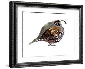 California Quail-Suren Nersisyan-Framed Art Print