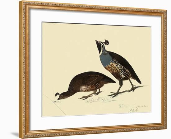 California Quail-John James Audubon-Framed Giclee Print