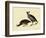 California Quail-John James Audubon-Framed Giclee Print