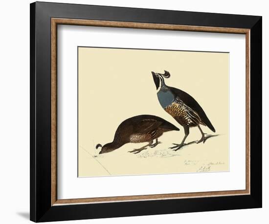 California Quail-John James Audubon-Framed Giclee Print