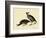 California Quail-John James Audubon-Framed Giclee Print