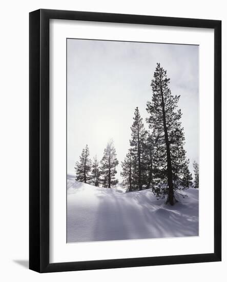 California, Rancho Cuyamaca Sp, Mutated Albino White Lupine-Christopher Talbot Frank-Framed Photographic Print