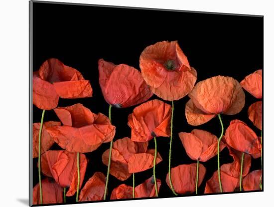 California Red Poppies Isolated Against Black Background-Christian Slanec-Mounted Photographic Print