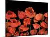 California Red Poppies Isolated Against Black Background-Christian Slanec-Mounted Photographic Print