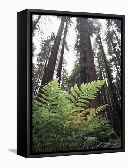 California, Redwood National Park, Ferns and Old Growth Redwoods-Christopher Talbot Frank-Framed Premier Image Canvas