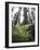 California, Redwood National Park, Ferns and Old Growth Redwoods-Christopher Talbot Frank-Framed Photographic Print