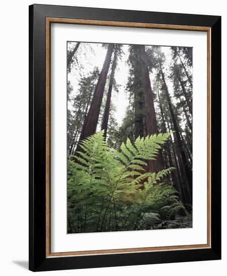 California, Redwood National Park, Ferns and Old Growth Redwoods-Christopher Talbot Frank-Framed Photographic Print