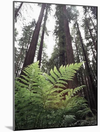 California, Redwood National Park, Ferns and Old Growth Redwoods-Christopher Talbot Frank-Mounted Photographic Print