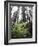 California, Redwood National Park, Ferns and Old Growth Redwoods-Christopher Talbot Frank-Framed Photographic Print