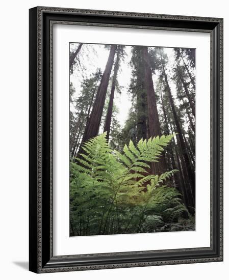 California, Redwood National Park, Ferns and Old Growth Redwoods-Christopher Talbot Frank-Framed Photographic Print