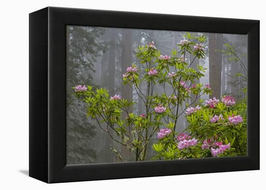 California, Redwood National Park, Lady Bird Johnson Grove, redwood trees with rhododendrons-Jamie & Judy Wild-Framed Premier Image Canvas