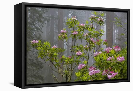California, Redwood National Park, Lady Bird Johnson Grove, redwood trees with rhododendrons-Jamie & Judy Wild-Framed Premier Image Canvas