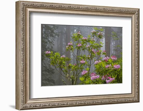 California, Redwood National Park, Lady Bird Johnson Grove, redwood trees with rhododendrons-Jamie & Judy Wild-Framed Photographic Print